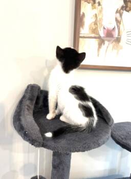 Peaches -  Domestic Short Hair Cat for Adoption in North Babylon, New York - Peaches | PetCurious