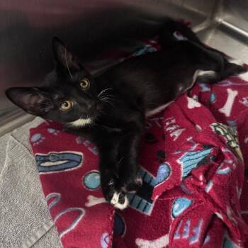 Beetle 29768 -  Domestic Short Hair Cat for Adoption in Middleburg, Florida - Beetle 29768 | PetCurious