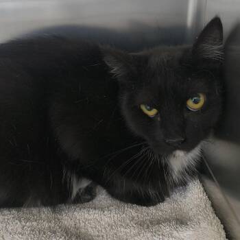 Momma -  Domestic Short Hair Cat for Adoption in Moses Lake, Washington - Momma | PetCurious