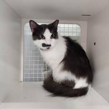 Mistletoe -  Domestic Long Hair Cat for Adoption in Mountain Home, Arkansas - Mistletoe | PetCurious