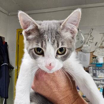 Ash -  Domestic Short Hair Cat for Adoption in Eureka Springs, Arkansas - Ash | PetCurious