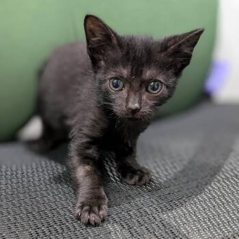 Stan -  Domestic Short Hair Cat for Adoption in Buchanan Dam, Texas - Stan | PetCurious