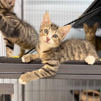 Mister Mewser -  Domestic Short Hair Cat for Adoption in Portage, Michigan - Mister Mewser | PetCurious