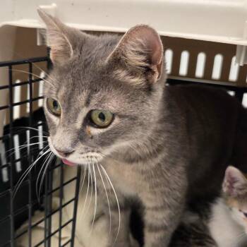 Market -  Domestic Short Hair Cat for Adoption in Chattanooga, Tennessee - Market | PetCurious