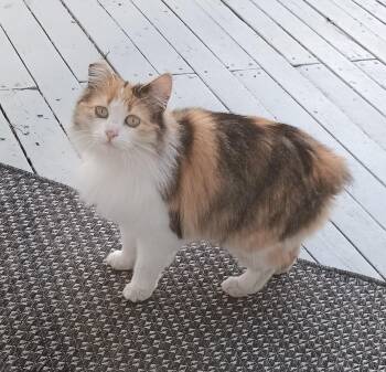 Miss Julie -  Manx and Dilute Calico Cat for Adoption in Pasco, Washington - Miss Julie | PetCurious