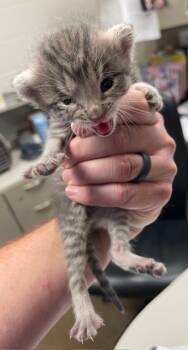 Rescue Domestic Short Hair Cats for Adoption in Irving, Texas - Dos | PetCurious