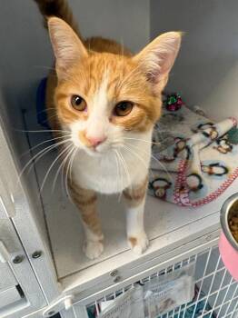 Sasha -  American Shorthair Cat for Adoption in New Kensington, Pennsylvania - Sasha | PetCurious