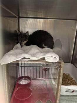 Hadassah -  Domestic Short Hair Cat for Adoption in Sevierville, Tennessee - Hadassah | PetCurious