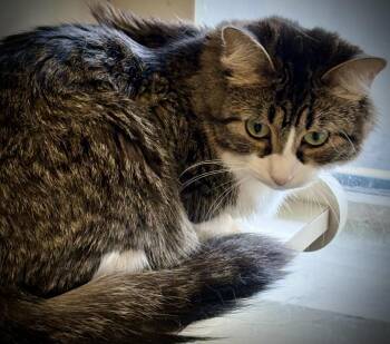 Domestic Long Hair Cats Available for Adoption in Buffalo, New York - Aurora | PetCurious