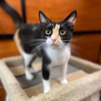 Tulip -  Calico Cat for Adoption in Memphis, Tennessee - Tulip | PetCurious