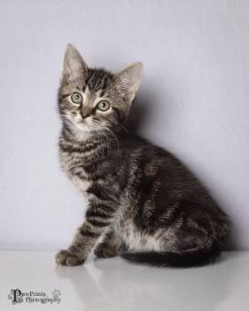 Jude -  Domestic Short Hair Cat for Adoption in Maryville, Tennessee - Jude | PetCurious