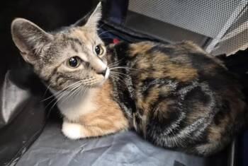 Smores -  Domestic Short Hair Cat for Adoption in New York, New York - Smores | PetCurious