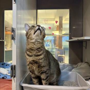 Domestic Short Hair Cats Available for Adoption - Gumbo | PetCurious