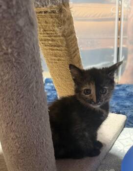 Amelia -  Domestic Medium Hair Cat for Adoption in Palm Desert, California - Amelia | PetCurious