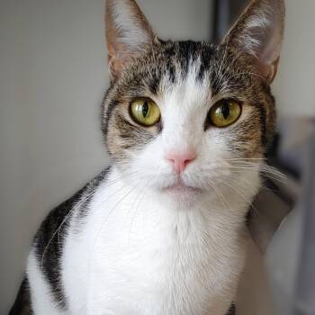 Rescue Domestic Short Hair Cats for Adoption in Belmont, New York - Oreo | PetCurious