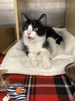 Domestic Short Hair Cats Available for Adoption in West Chester, Pennsylvania - Ivy | PetCurious