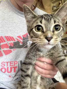 Rescue Domestic Short Hair Cats for Adoption in Oregon, Wisconsin - Piper | PetCurious