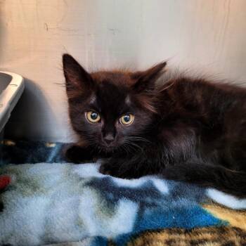 Jett -  Domestic Medium Hair Cat for Adoption in Belfair, Washington - Jett | PetCurious