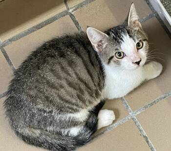 Elio -  Domestic Short Hair Cat for Adoption in Westfield, New York - Elio | PetCurious