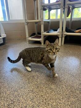 Domestic Short Hair Cats Available for Adoption in Fort Payne, Alabama - CeeCee | PetCurious