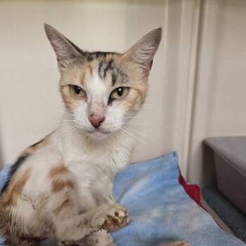 Domestic Short Hair Cats Available for Adoption in Dallas, Texas - Lauren | PetCurious