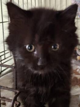 Rescue Domestic Long Hair Cats for Adoption in Portland, Indiana - Black Fluff | PetCurious