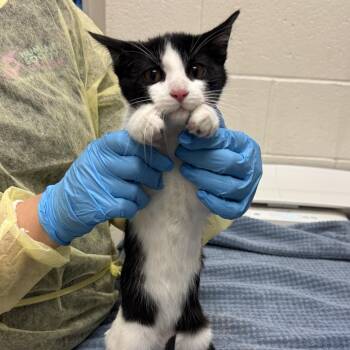 Burger -  Domestic Short Hair Cat for Adoption in Murray, Utah - Burger | PetCurious