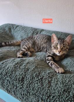 Rescue Domestic Short Hair and Tabby Cats for Adoption in Rochester Hills, Michigan - Clarita | PetCurious