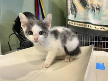 Rescue Domestic Short Hair Cats for Adoption in Grand Prairie, Texas - DRAKE | PetCurious