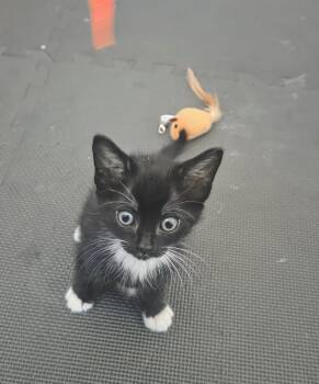 Tippy -  Domestic Short Hair Cat for Adoption in Walnut Creek, California - Tippy | PetCurious