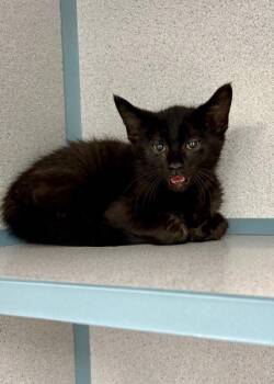 Jersey -  Domestic Short Hair Cat Available for Adoption in Montgomery, New Jersey - Jersey | PetCurious