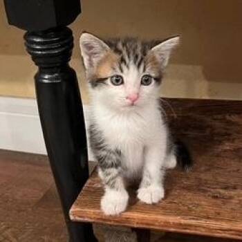 Rescue Tabby Cats for Adoption in Pendleton, Oregon - Eddy | PetCurious