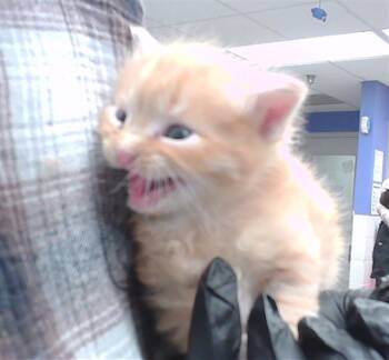 BOB -  Domestic Short Hair Cat for Adoption in Omaha, Nebraska - BOB | PetCurious