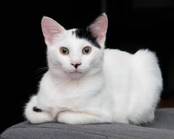 Dot -  Domestic Short Hair Cat for Adoption in San Antonio, Texas - Dot | PetCurious