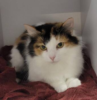 Anni -  Domestic Medium Hair and Calico Cat for Adoption in Cuyahoga Falls, Ohio - Anni | PetCurious