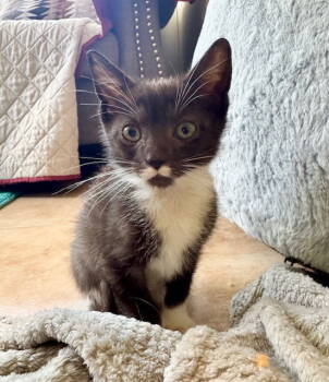 Rescue Domestic Short Hair Cats for Adoption in Herndon, Virginia - Bow | PetCurious