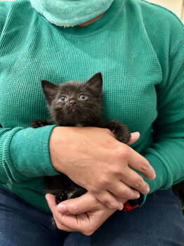 Rescue Domestic Short Hair Cats for Adoption in Camden, South Carolina - Avalanche (Available For Pre-adoption) | PetCurious