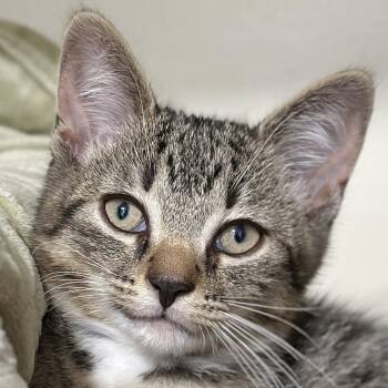 Oogie Boogie -  Domestic Short Hair Cat for Adoption in Victor, New York - Oogie Boogie | PetCurious