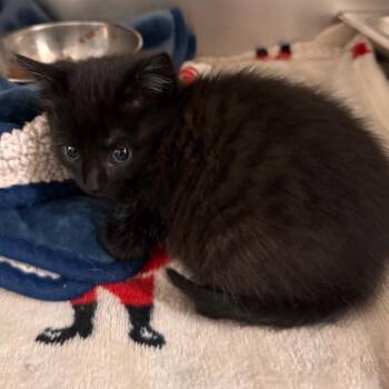 Domestic Short Hair Cats Available for Adoption in Gloucester, Virginia - Rosemary | PetCurious
