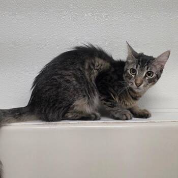 Jasper -  Domestic Medium Hair Cat for Adoption in St. Helena, California - Jasper | PetCurious