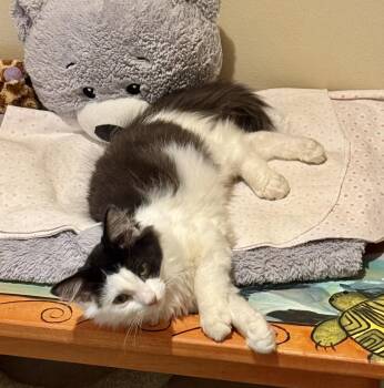 Goose -  Domestic Long Hair Cat for Adoption in East Amherst, New York - Goose | PetCurious
