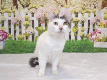 Domestic Medium Hair and Domestic Short Hair Cats Available for Adoption in Oroville, California - MUSTARD | PetCurious