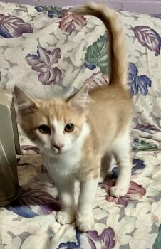 Rescue Domestic Medium Hair Cats for Adoption in Avonmore, Pennsylvania - Copper | PetCurious