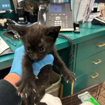 Zira -  Domestic Short Hair Cat for Adoption in West Palm Beach, Florida - Zira | PetCurious