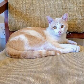 Mac -  Domestic Short Hair Cat for Adoption in Denison, Texas - Mac | PetCurious