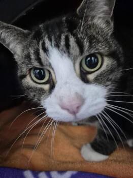 BUDDY -  Domestic Short Hair Cat for Adoption in Vaughan, Ontario - BUDDY | PetCurious