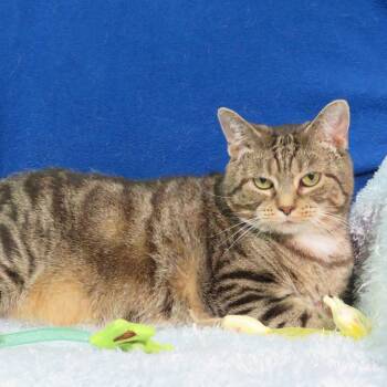 Rescue Tabby and Domestic Short Hair Cats for Adoption in Greensburg, Pennsylvania - Rachelle | PetCurious