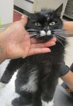 Glitter (646) -  Domestic Long Hair Cat for Adoption in Marietta, Georgia - Glitter (646) | PetCurious