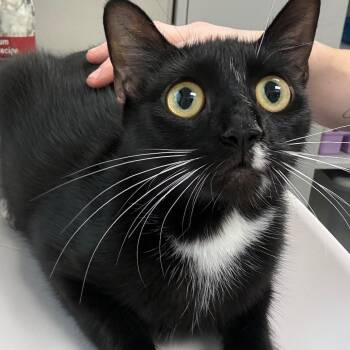 Mrs. Curtis -  Domestic Short Hair Cat for Adoption in Columbiana, Alabama - Mrs. Curtis | PetCurious
