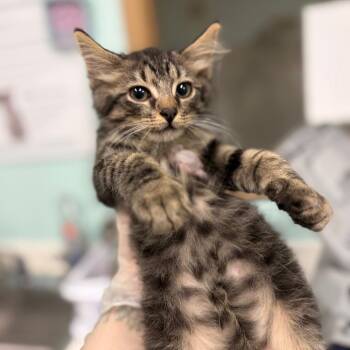 Roger -  Domestic Short Hair Cat for Adoption in Charleston, West Virginia - Roger | PetCurious